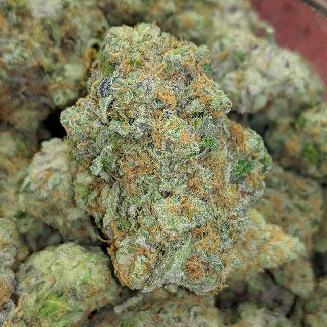 Medicinal Oasis - Recreational Website