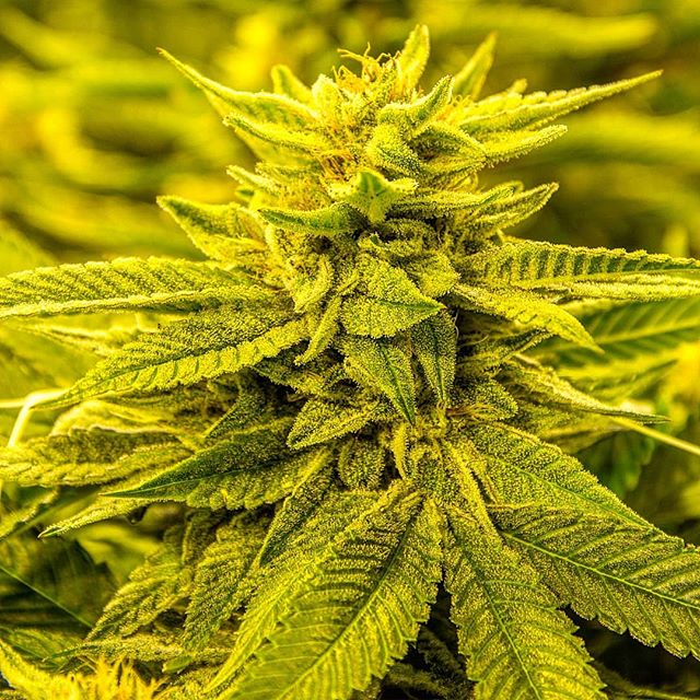 Colorado Harvest Company Yale Website