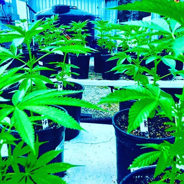 Nectar - Salem Website