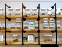 Tumbleweeds - Newport Website