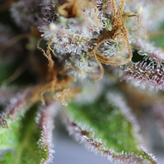 Chronic Therapy - Cortez Website