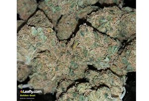 Mt Hood Cannabis Co. Website