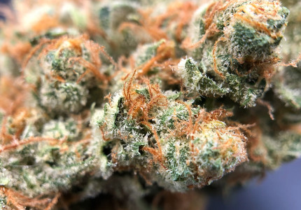 PurLife - Montgomery Website