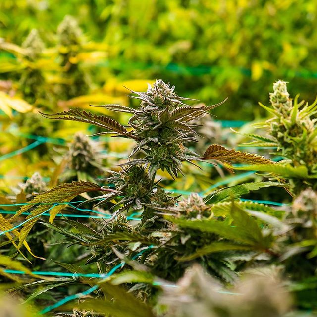 Cinder - North Division Website