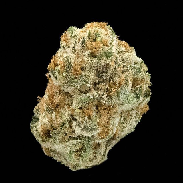 The Reef - Seattle Website