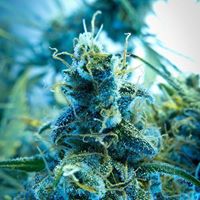 420EvaluationsOnline - Murrieta Website