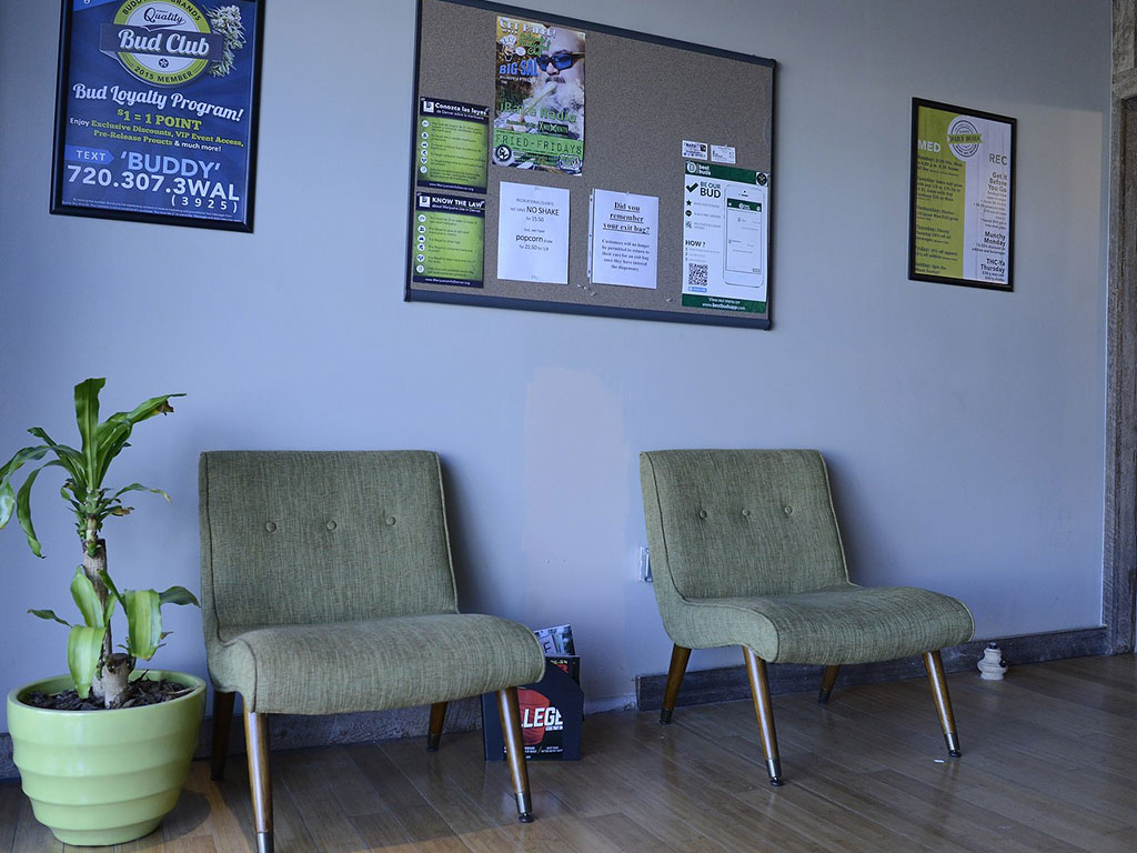 Buddy Boy Walnut - Rino Website