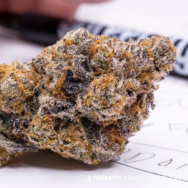 Treecity Health Collective Website