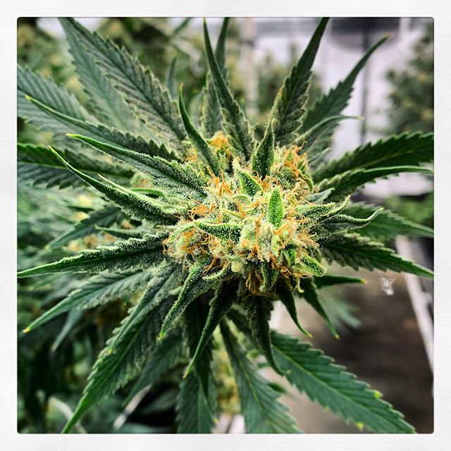 Stellar Cannabis Co. Website