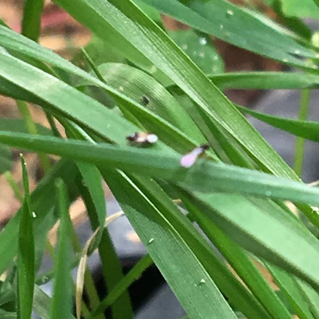 Lovelight Medicinals Website