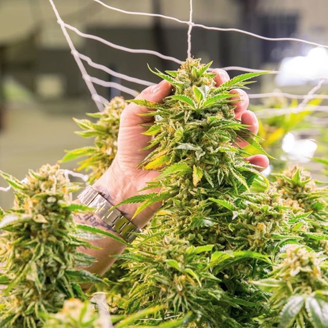 Levels - Denver Website