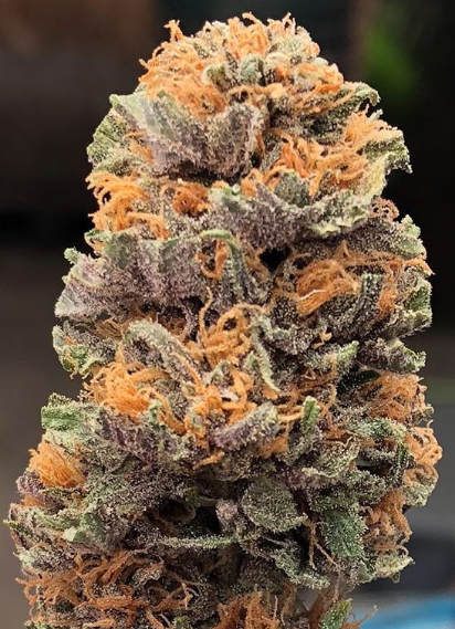 Green Elevation Delivery Website