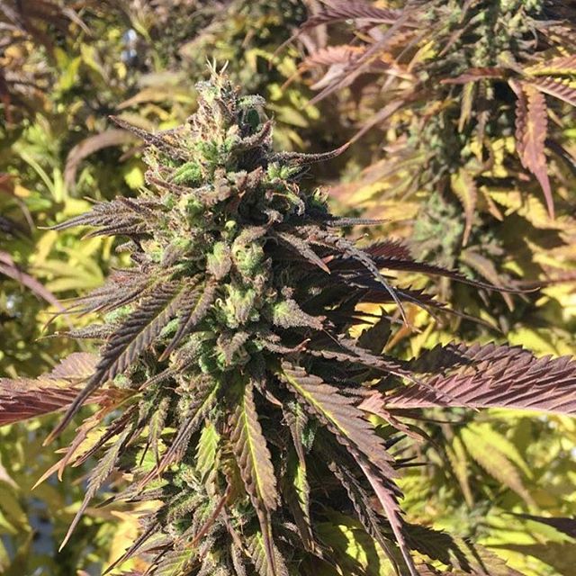 Green Health - Fort Lauderdale Website