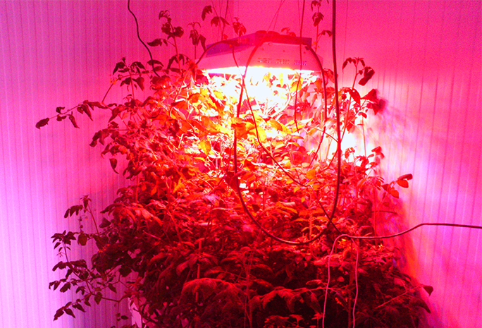 Lumini Technology Co.,Ltd Website