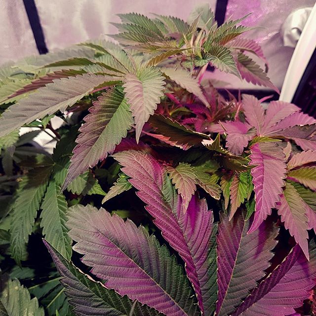 MMJDoctorOnline.com - Hayward Website