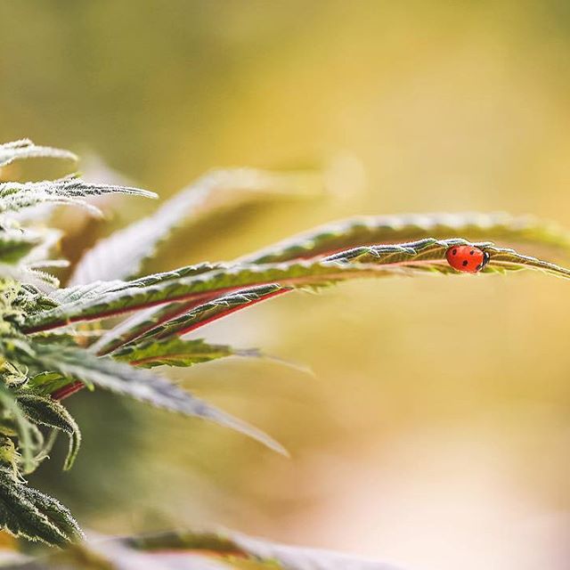 Strawberry Fields Colorado Springs Website