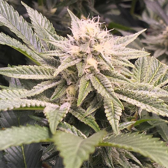 Lovelight Medicinals Website