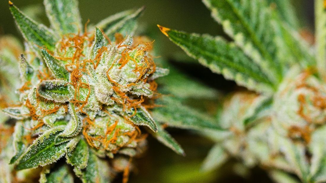 Life Flower Dispensary - Recreational Website