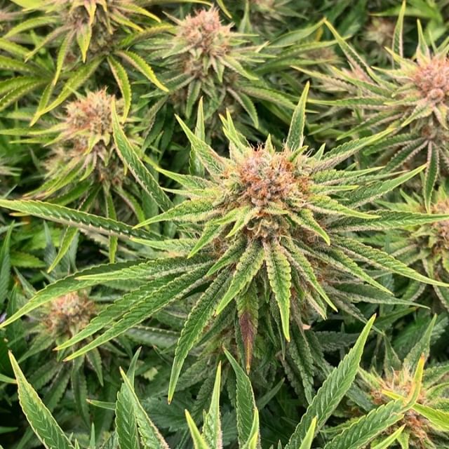 Central Ave Compassionate Care Website