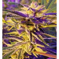 Ultra Health Albuquerque - Nob Hill Birdland Website