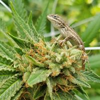 Ultra Health - North Valley Website