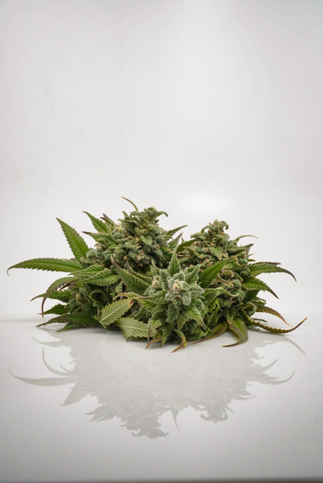 Plantae Madras Website