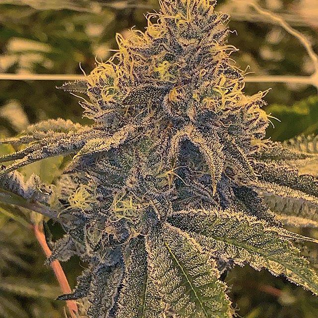 Spark1 - Bozeman Website