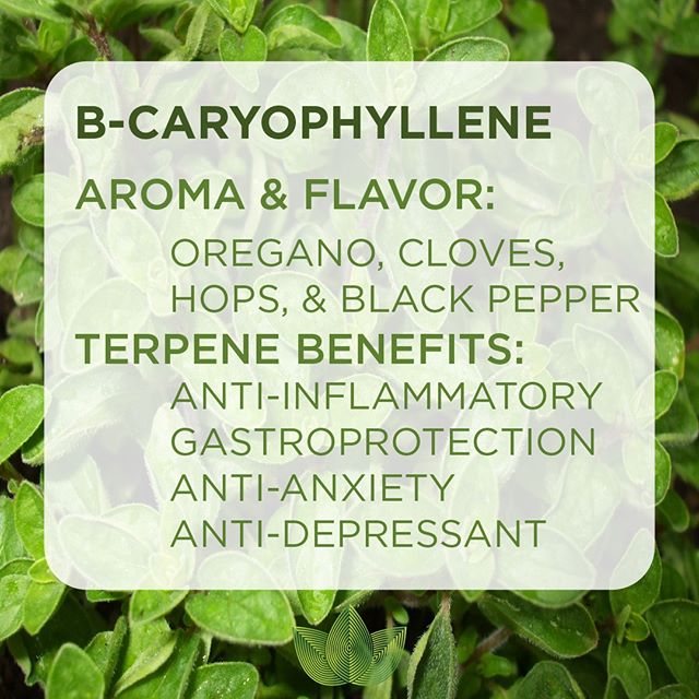 Zen Leaf - Jessup Website