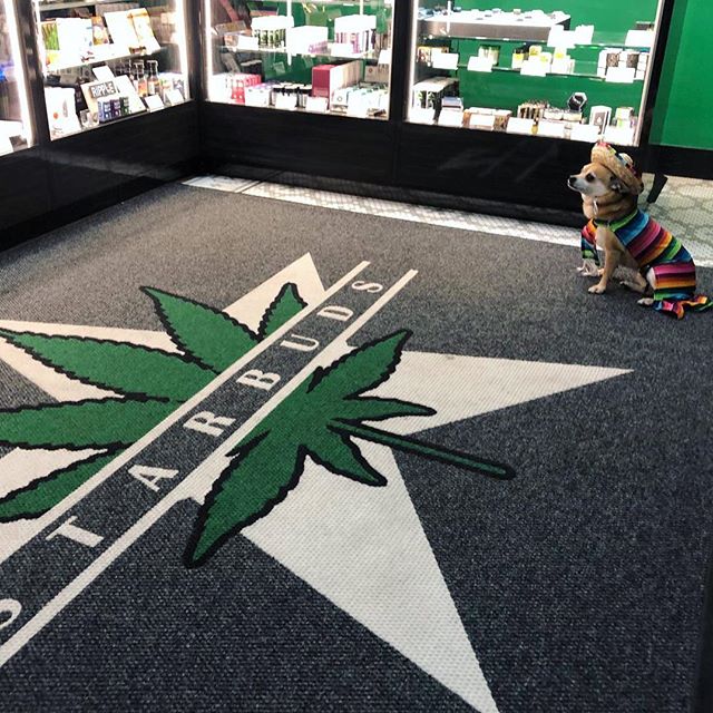 Starbuds Aurora Website