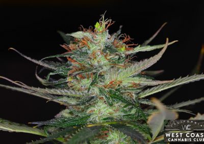 West Coast Cannabis Club - Palm Desert Website