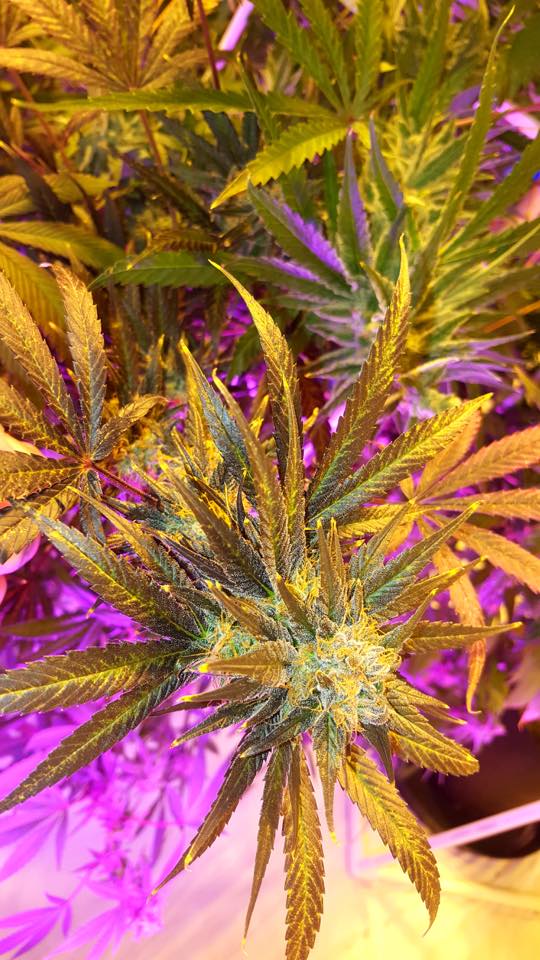 Deshe' Eugene Website