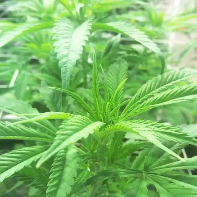 Stellar Cannabis Co. Website