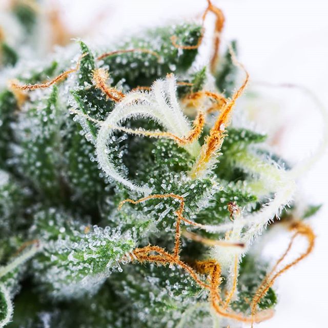 Urban Dispensary Website