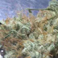 Majestic Gardens Website