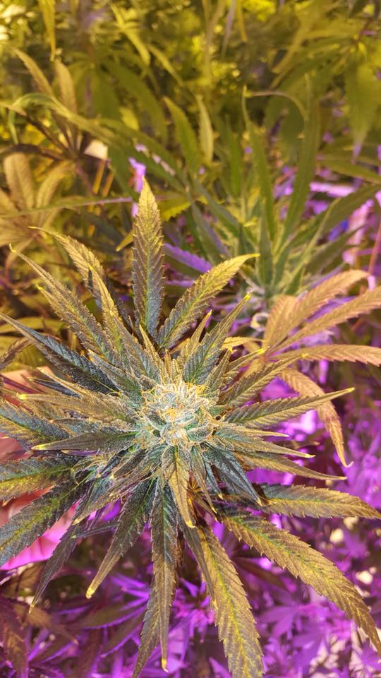 Deshe' Eugene Website