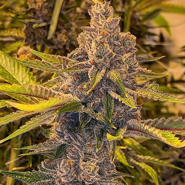 Spark1 - Missoula Website