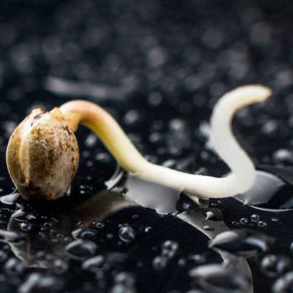 Prohibition Herb - Formerly known as Animas Herbal Website