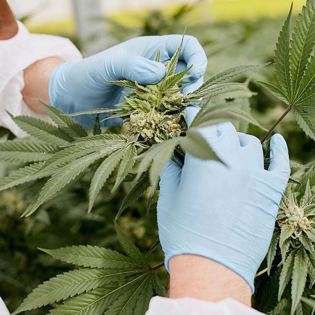 Sunday Goods Delivery - Phoenix Website