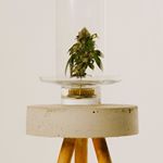 MedMen The Strip (Paradise & Harmon) Website