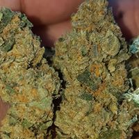 The Diamond Bonsai Website