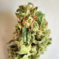 MassRoots Inc. Website