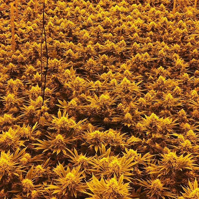 Northeast Alternatives - Medical Website