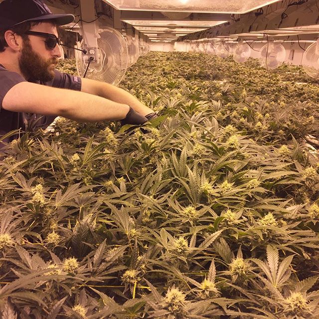 Herbal Healing Website