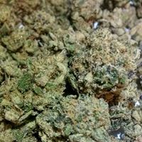 The Diamond Bonsai Website