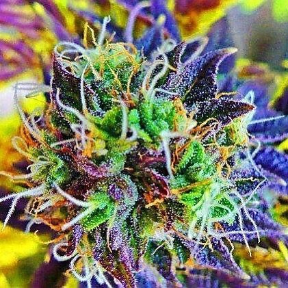 MMJDoctorOnline.com - Hayward Website