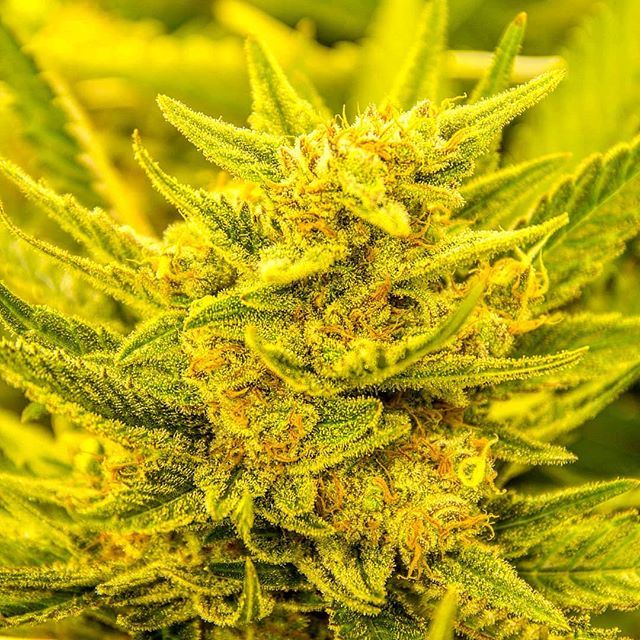 Colorado Harvest Company Yale Website