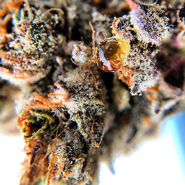 Wolf Pac Cannabis - Federal Blvd Website