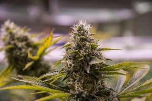 Trill Alternatives - MEDICAL Website