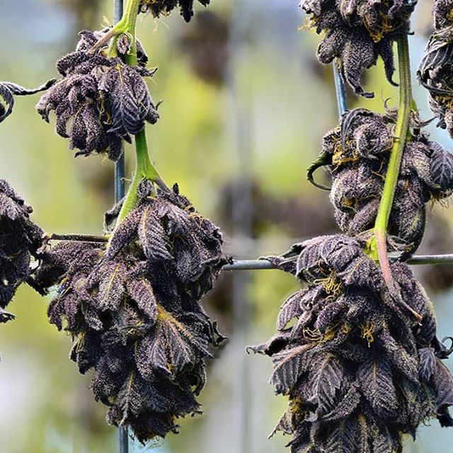 Desert Bloom Releaf Center Website