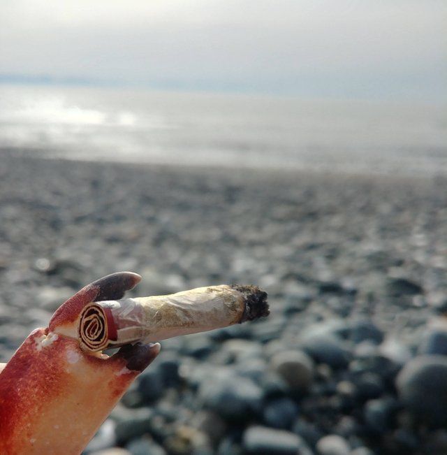 Magnolia Road Cannabis Co. Boulder (MED) Website